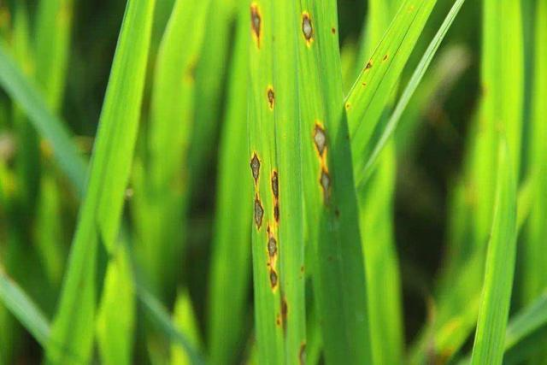 高光谱成像技术的水稻叶瘟病斑分割方法及其光谱特性分析