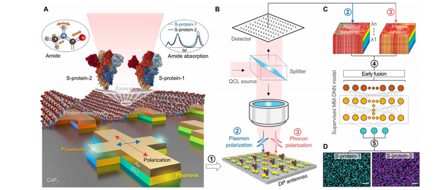 表面等离子体-声子高光谱成像：探索病毒蛋白检测新途径